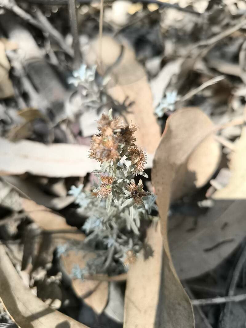 Gamochaeta aliena — related species from the same genus