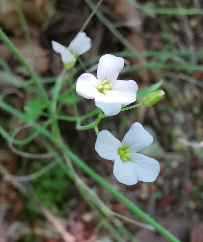 Arabidopsis halleri flower