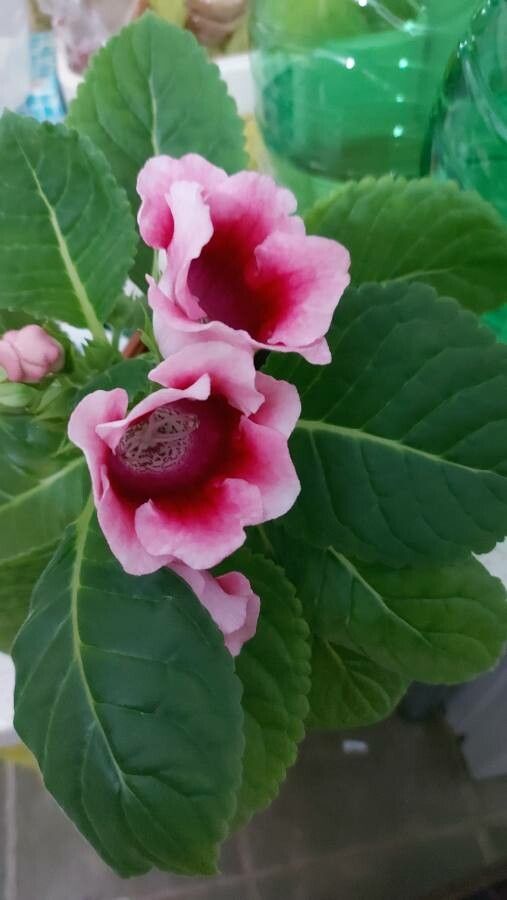 Gloxinia × donkelaariana — related species from the same genus