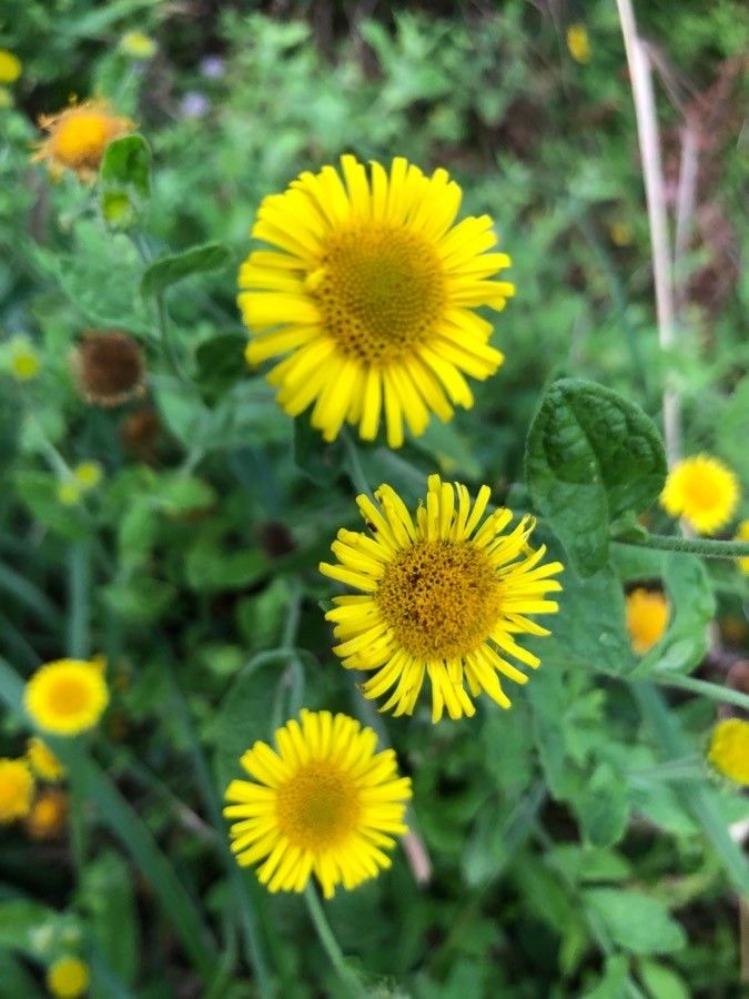 Pulicaria dysenterica flower