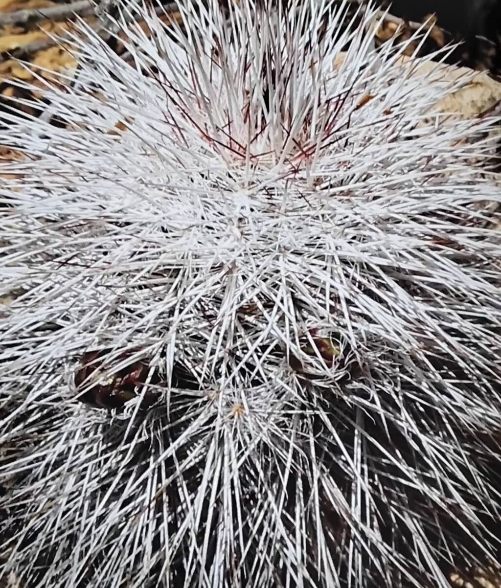 Echinocereus canus habit