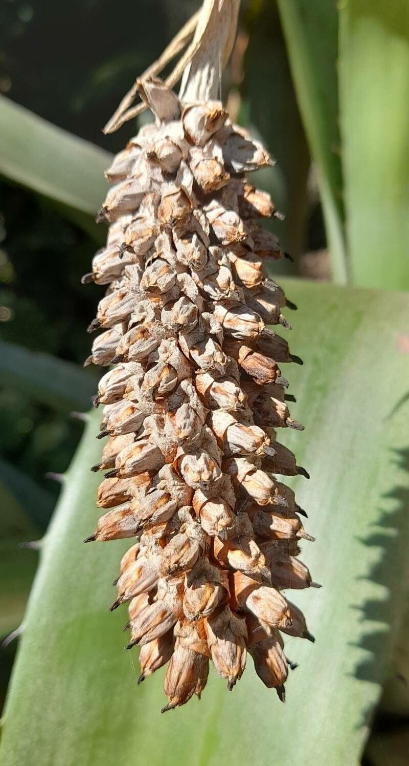 Aechmea bromeliifolia flower
