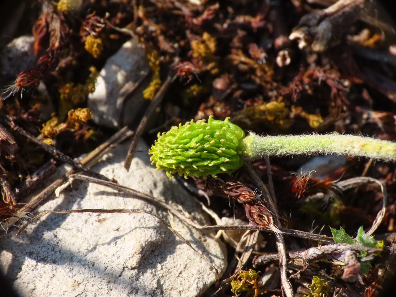 Ranunculus millefoliatus fruit