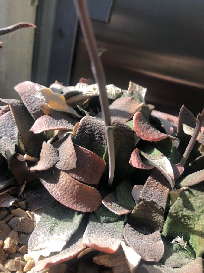 Gasteria disticha leaf