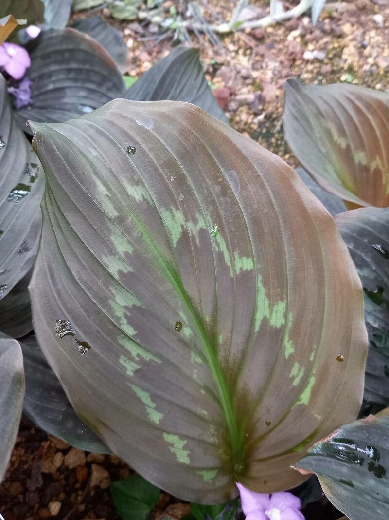 Kaempferia pulchra leaf