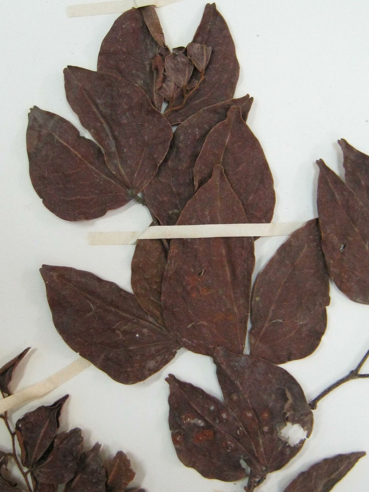 Cynometra bauhiniifolia other