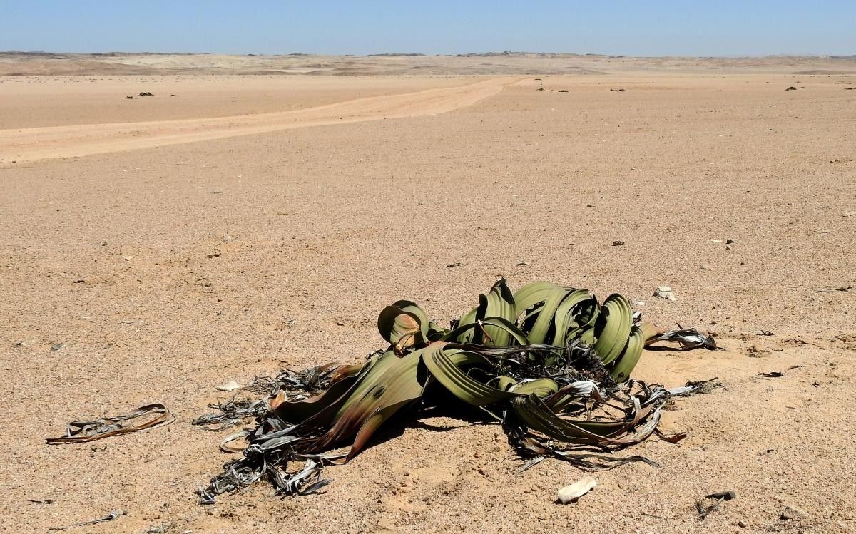 Welwitschia mirabilis leaf