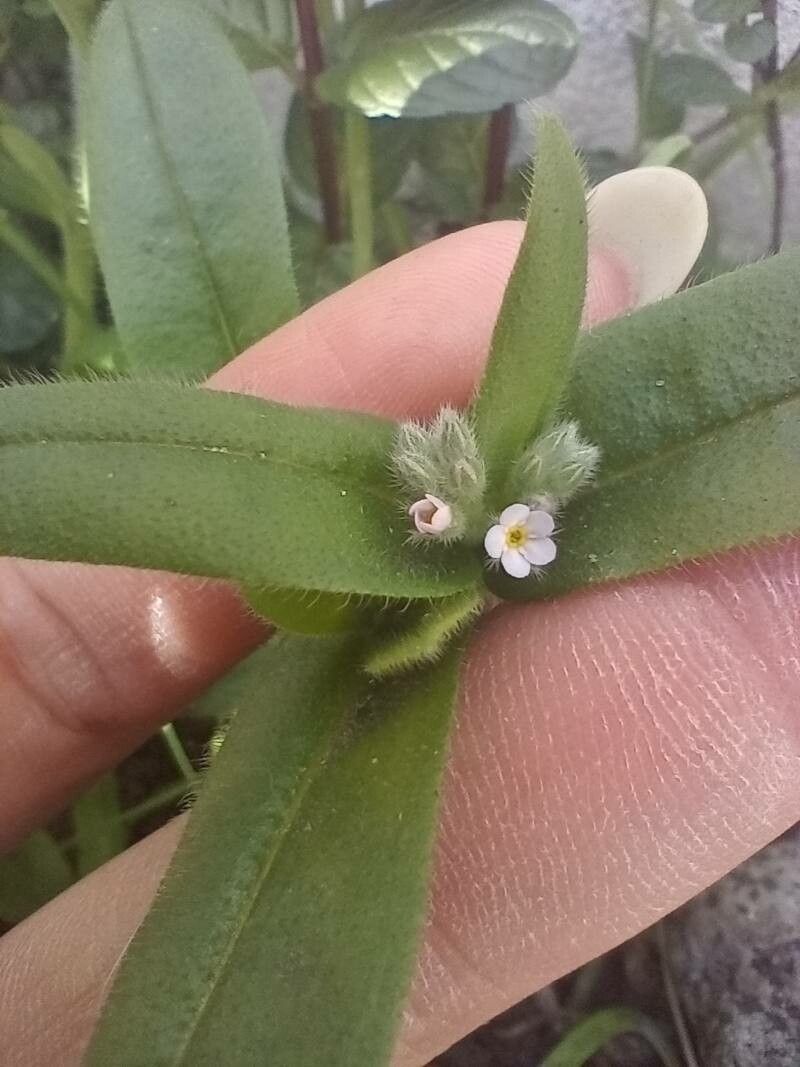 Myosotis welwitschii flower