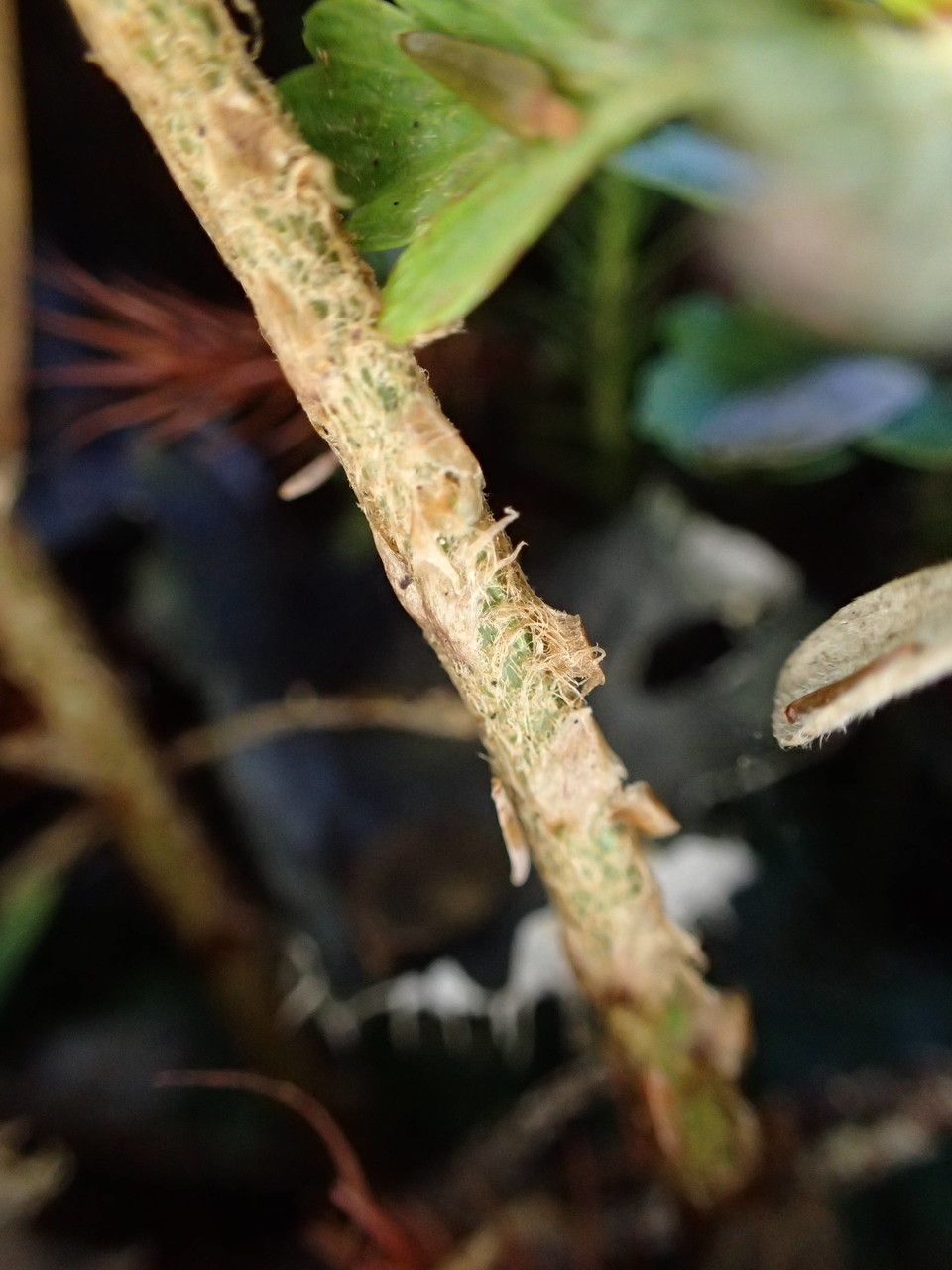 Dryopteris pentheri bark