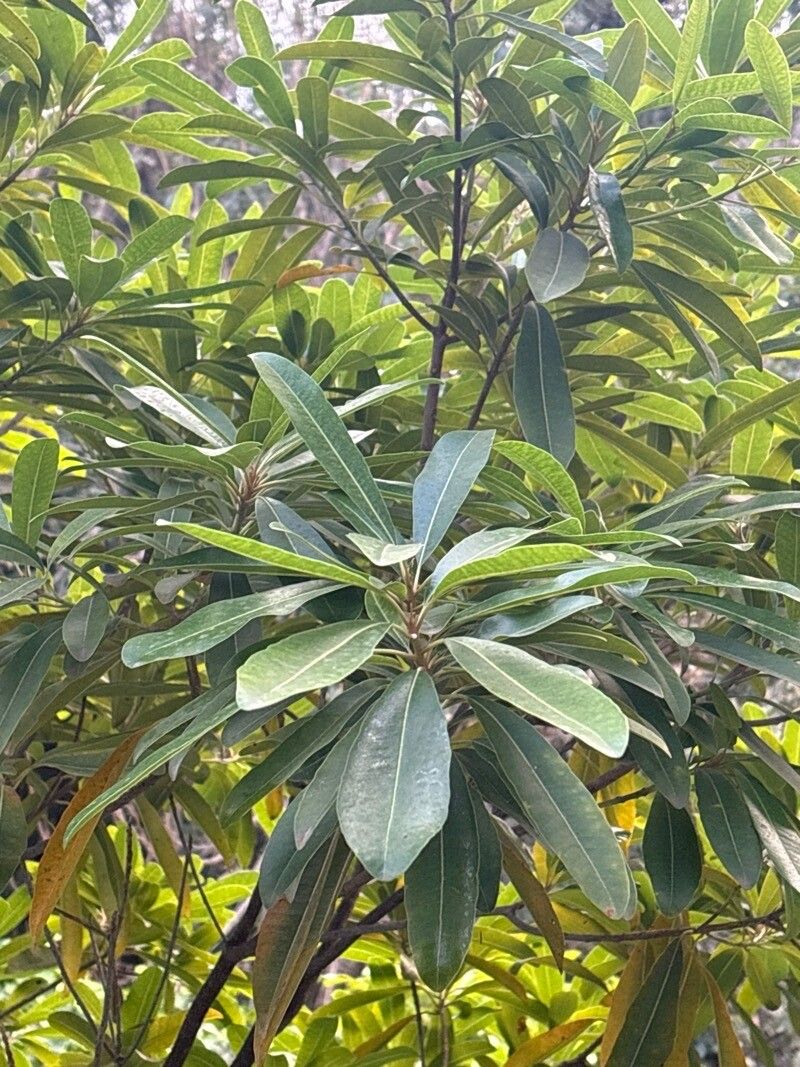 Sideroxylon mirmulano leaf