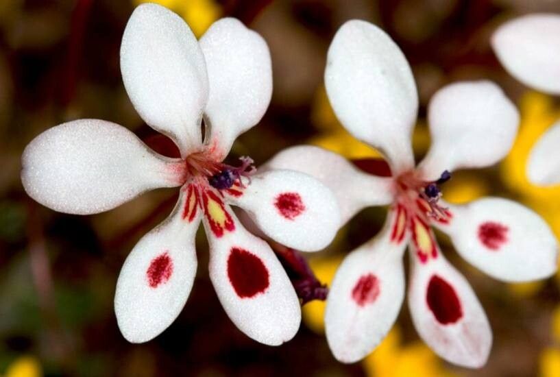 Lapeirousia verecunda — houseplant care guide