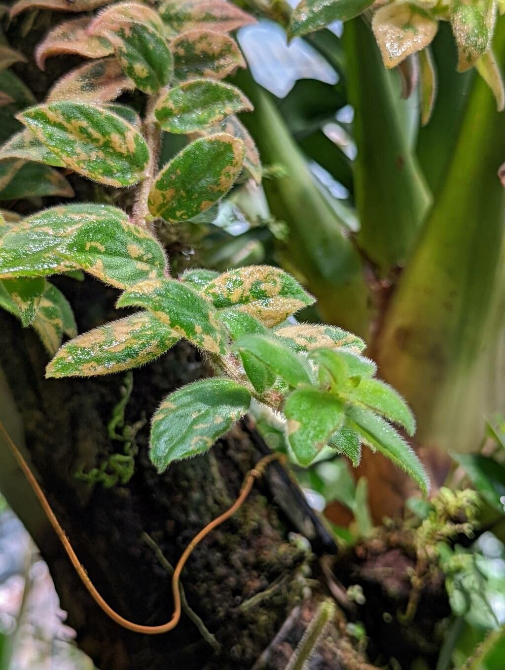 Columnea magnifica leaf