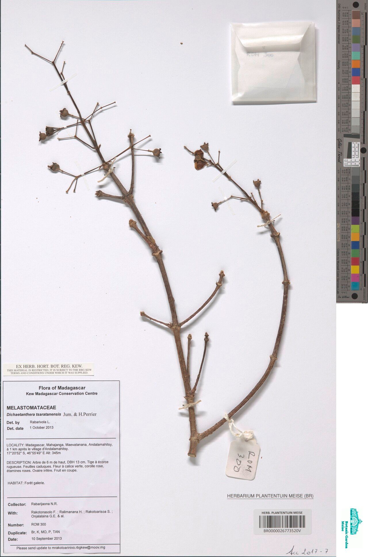 Dichaetanthera tsaratanensis — houseplant care guide