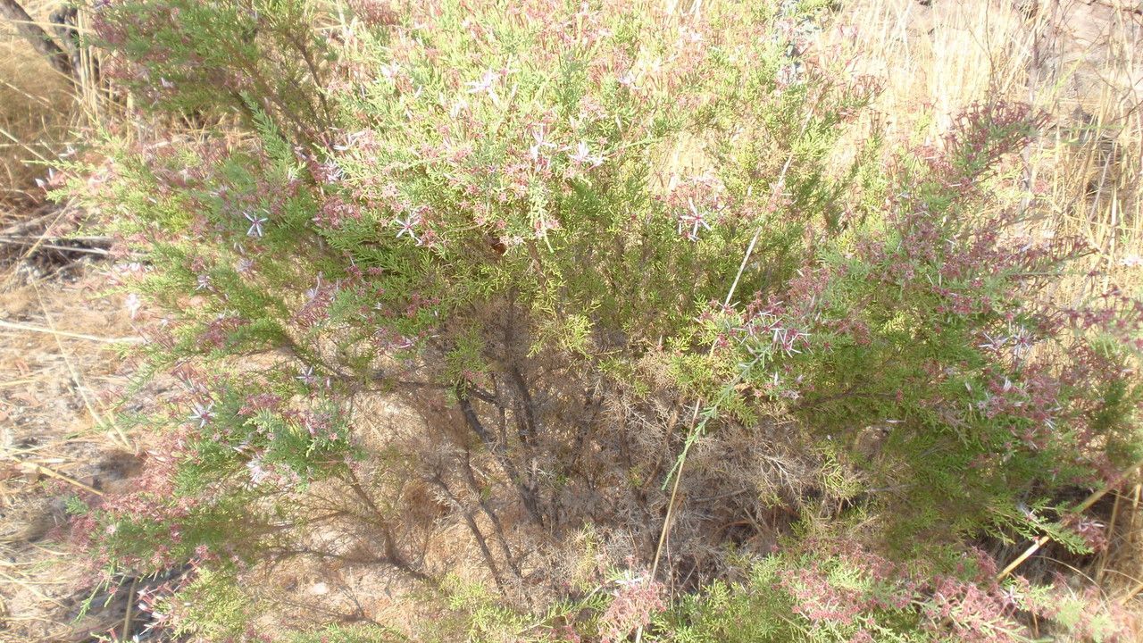 Calytrix exstipulata habit