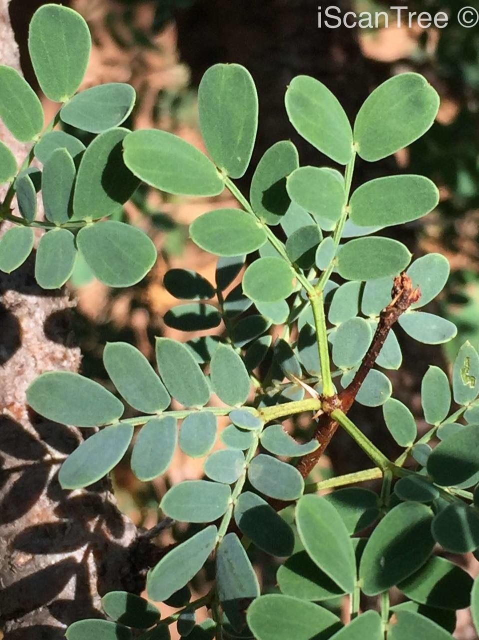 Vachellia permixta — search result for 'Botswana'
