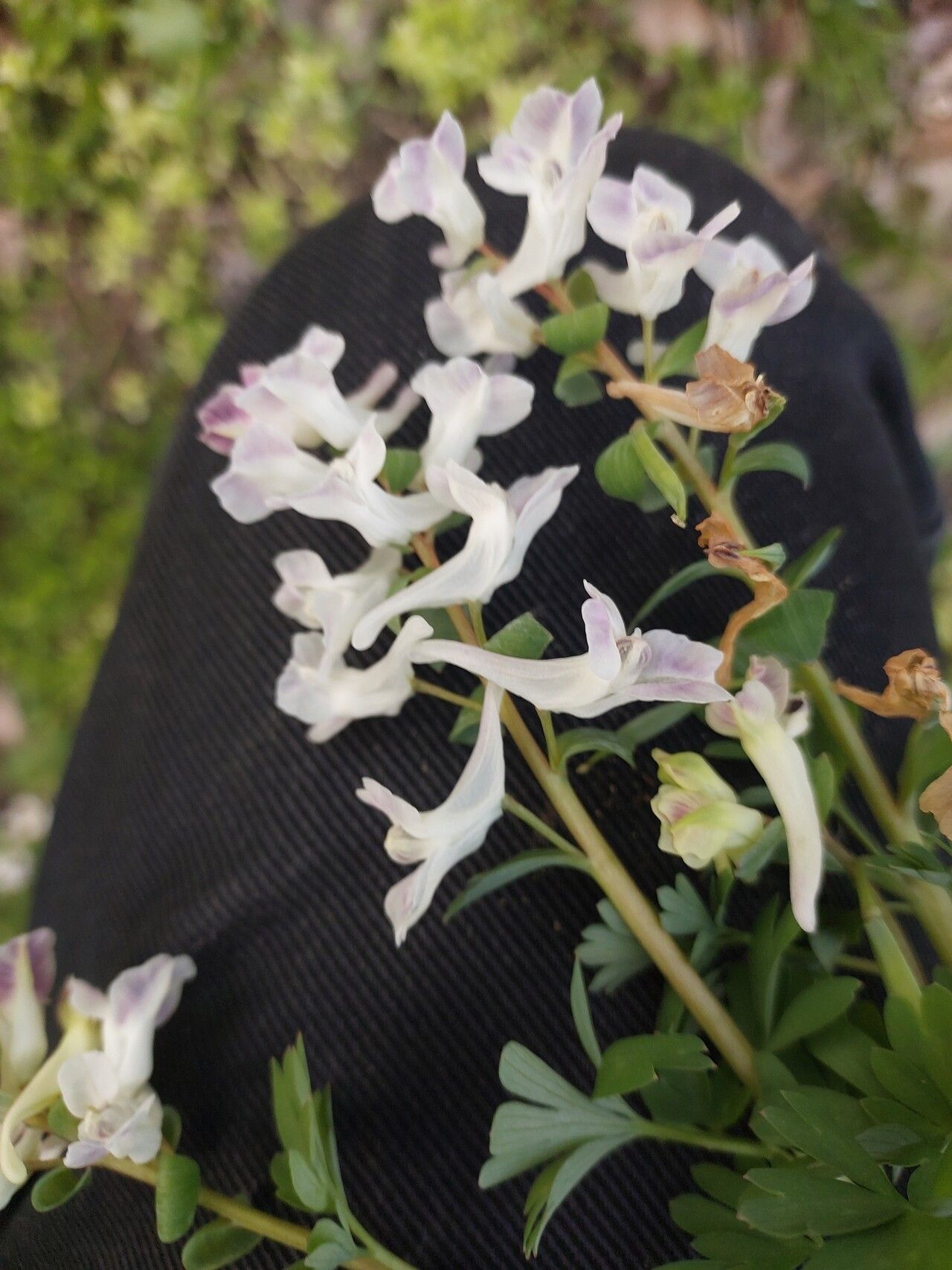 Corydalis caucasica leaf