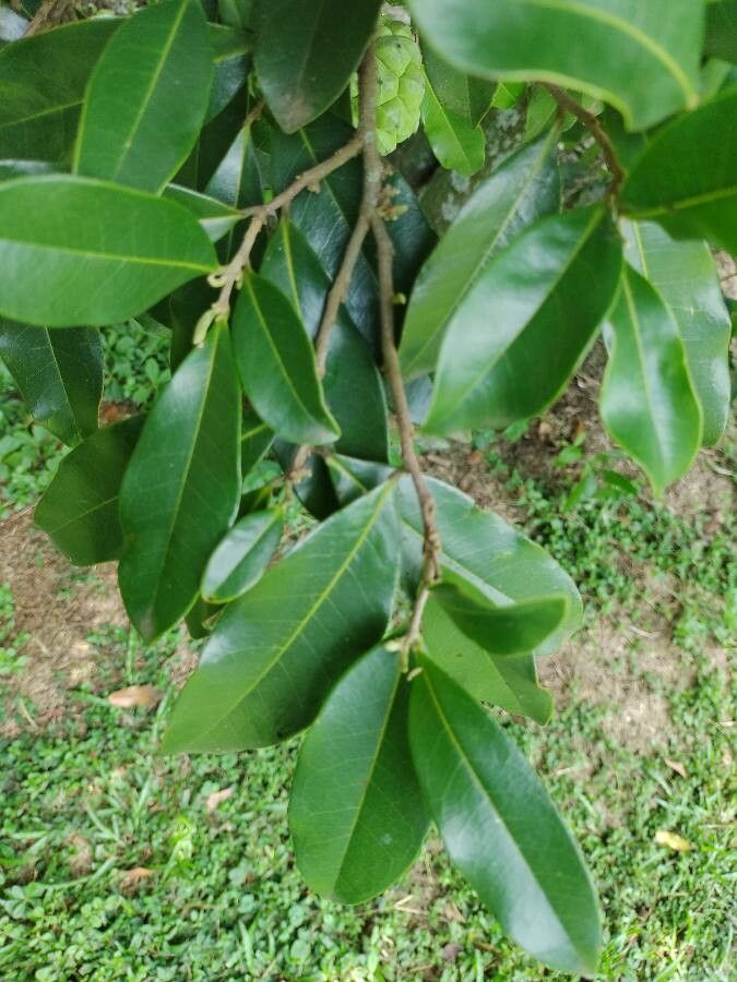 Duguetia lanceolata — houseplant care guide