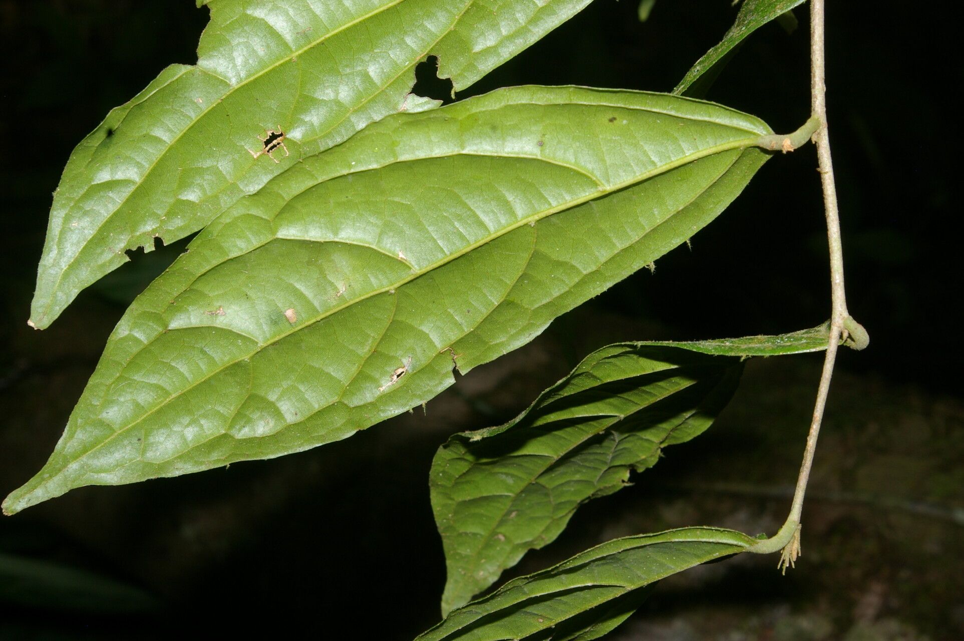 Quararibea yunckeri — search result for 'Quararibea'