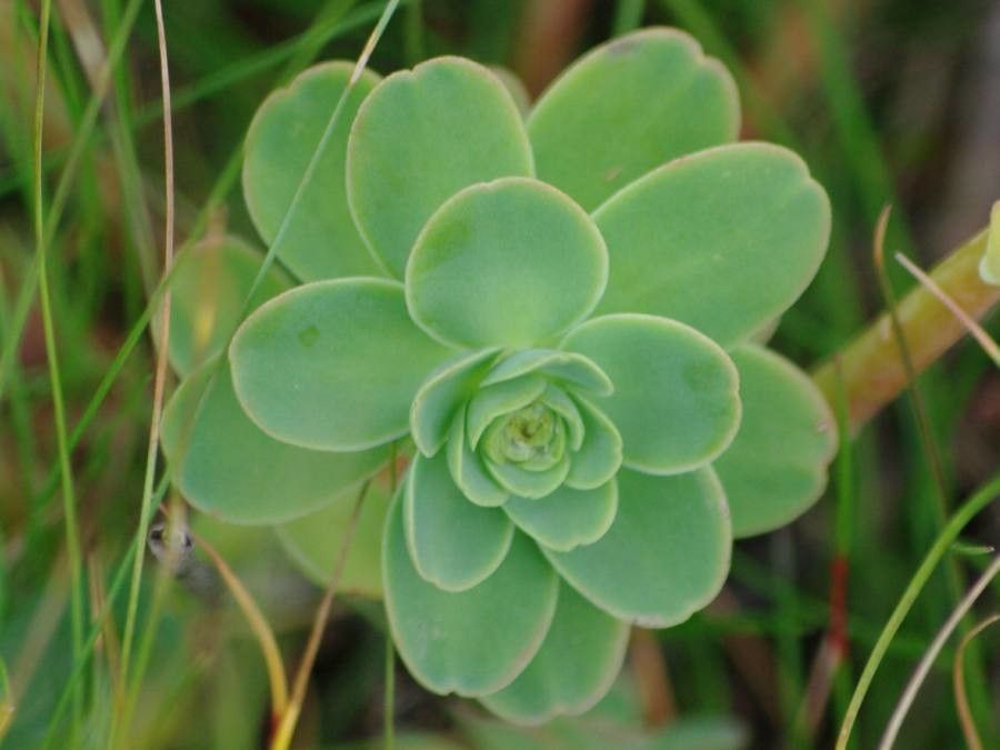 Hylotelephium anacampseros