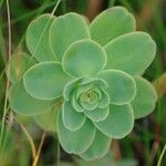 Hylotelephium anacampseros