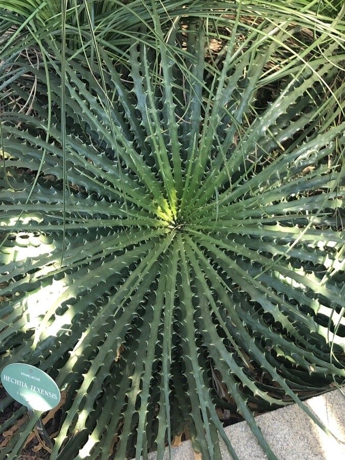 Hechtia texensis leaf