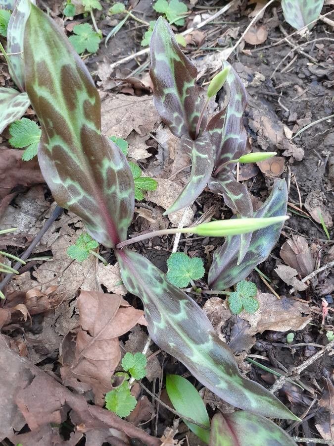 Erythronium hendersonii leaf