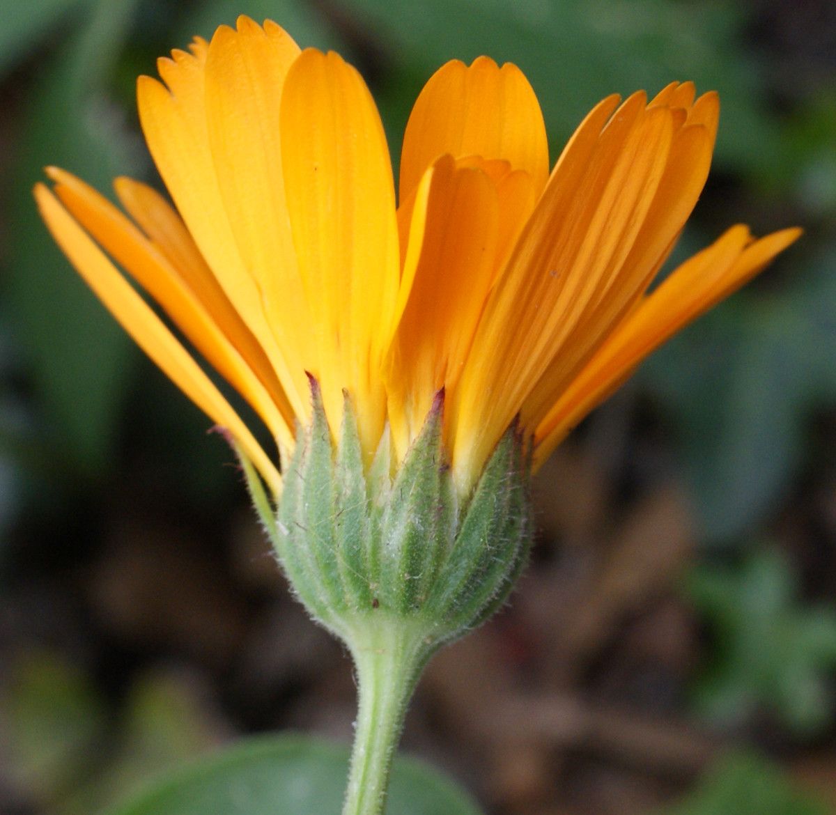 Calendula maroccana flower