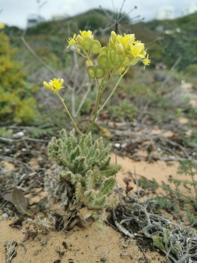 Biscutella vicentina flower