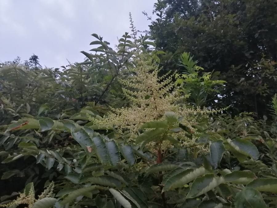 Rhus chinensis flower