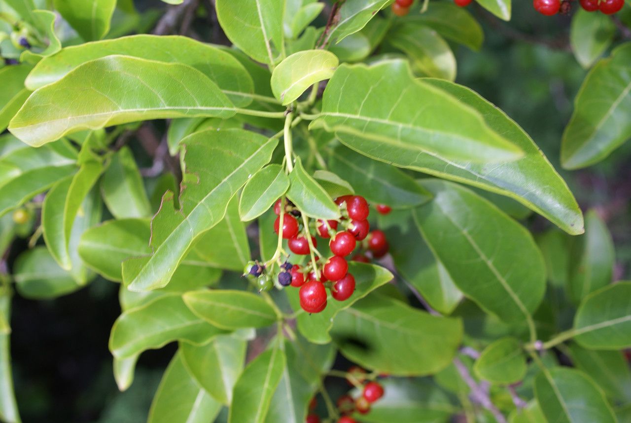 Elaeodendron orientale fruit