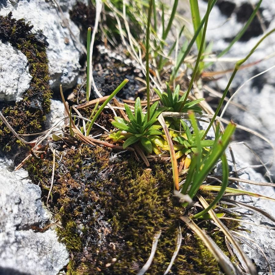 Androsace lactea leaf