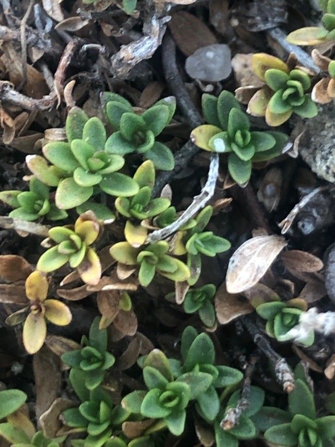 Thymus bracteatus — search result for 'Thymus'