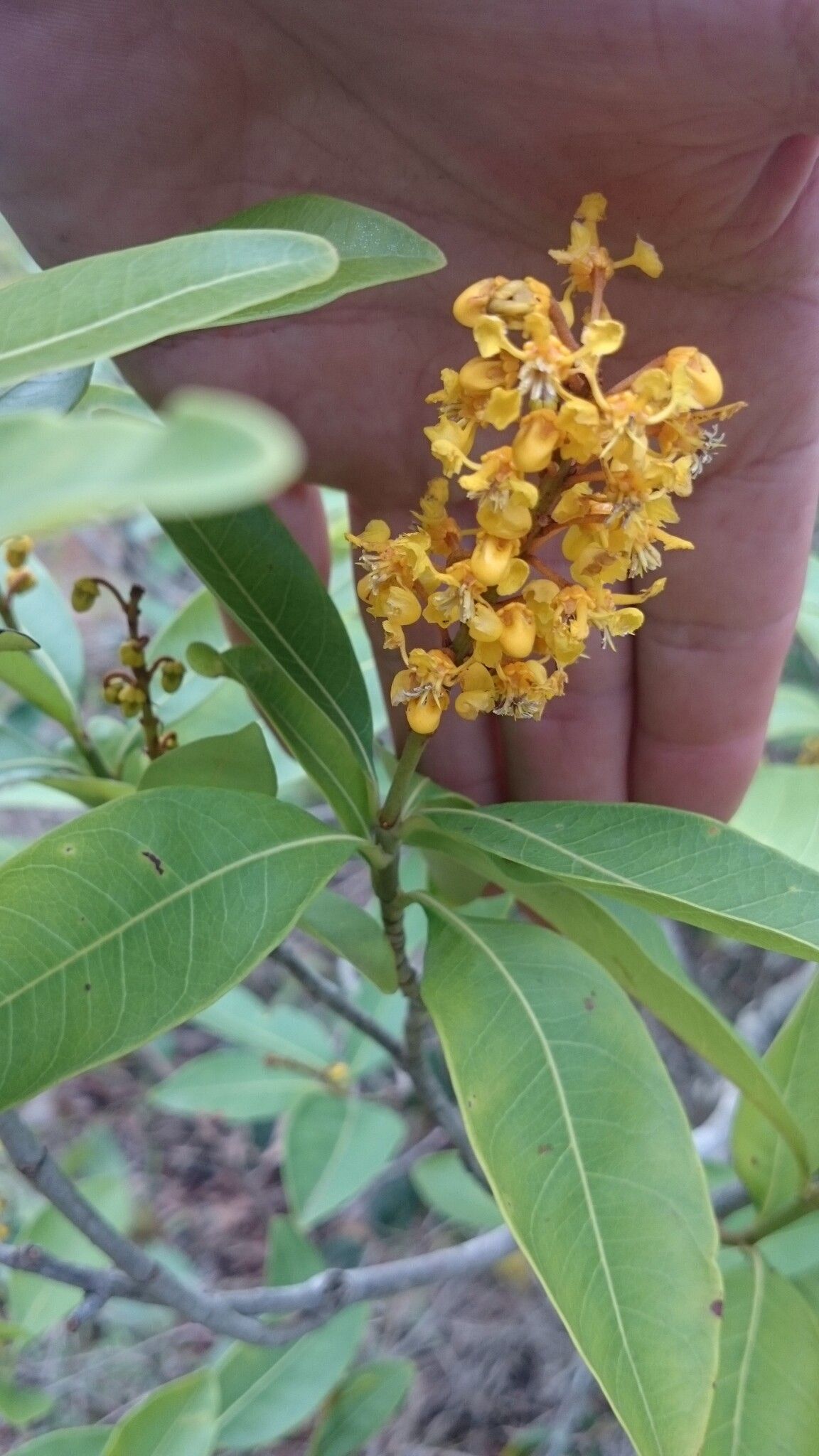 Byrsonima intermedia flower