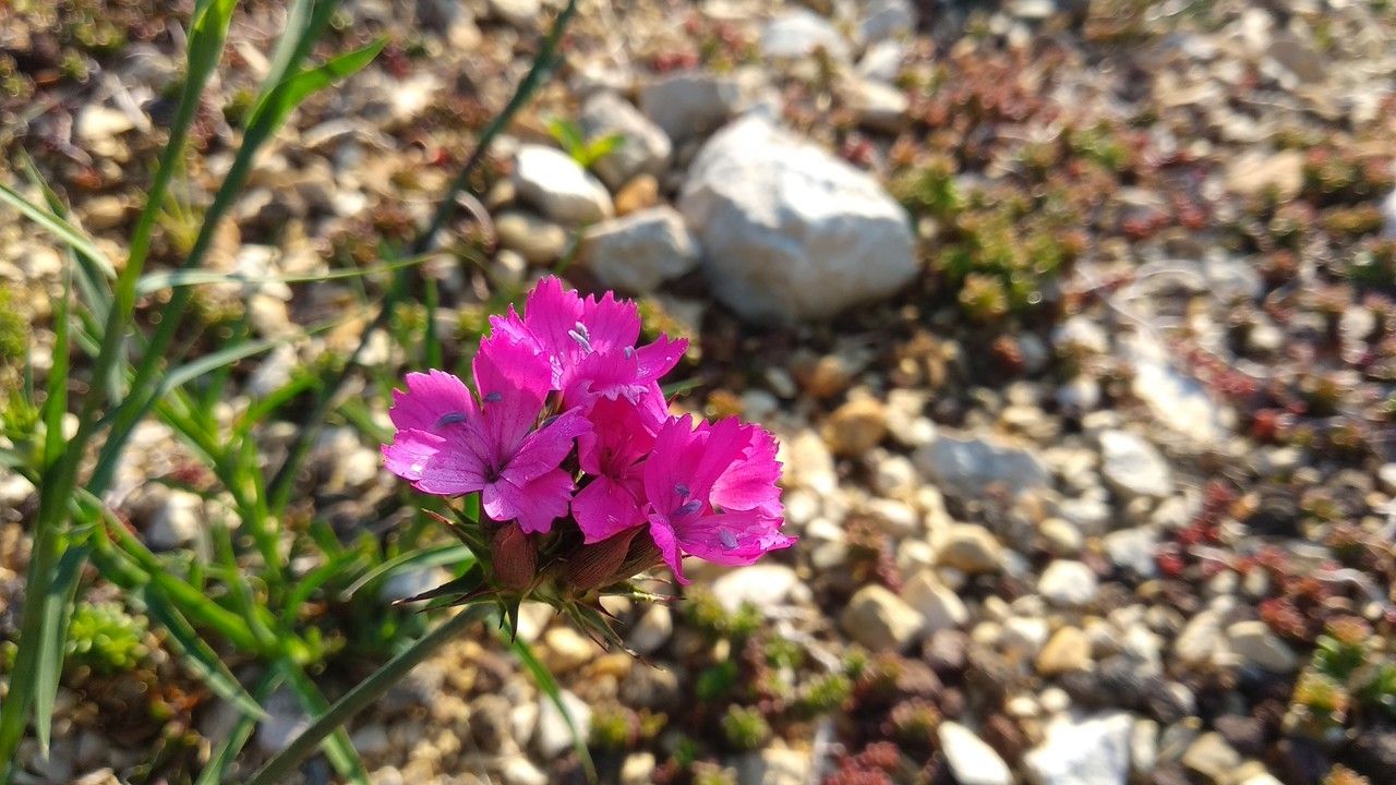 Dianthus capitatus — houseplant care guide
