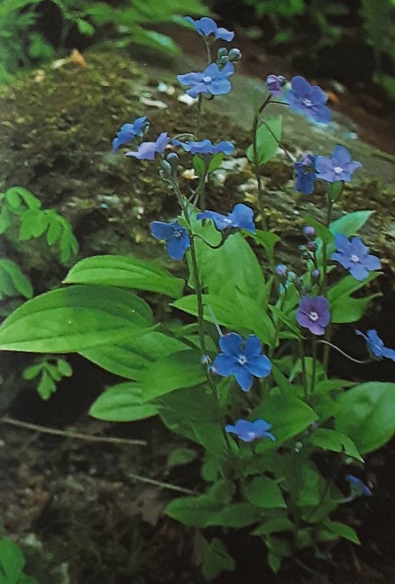Omphalodes cappadocica habit
