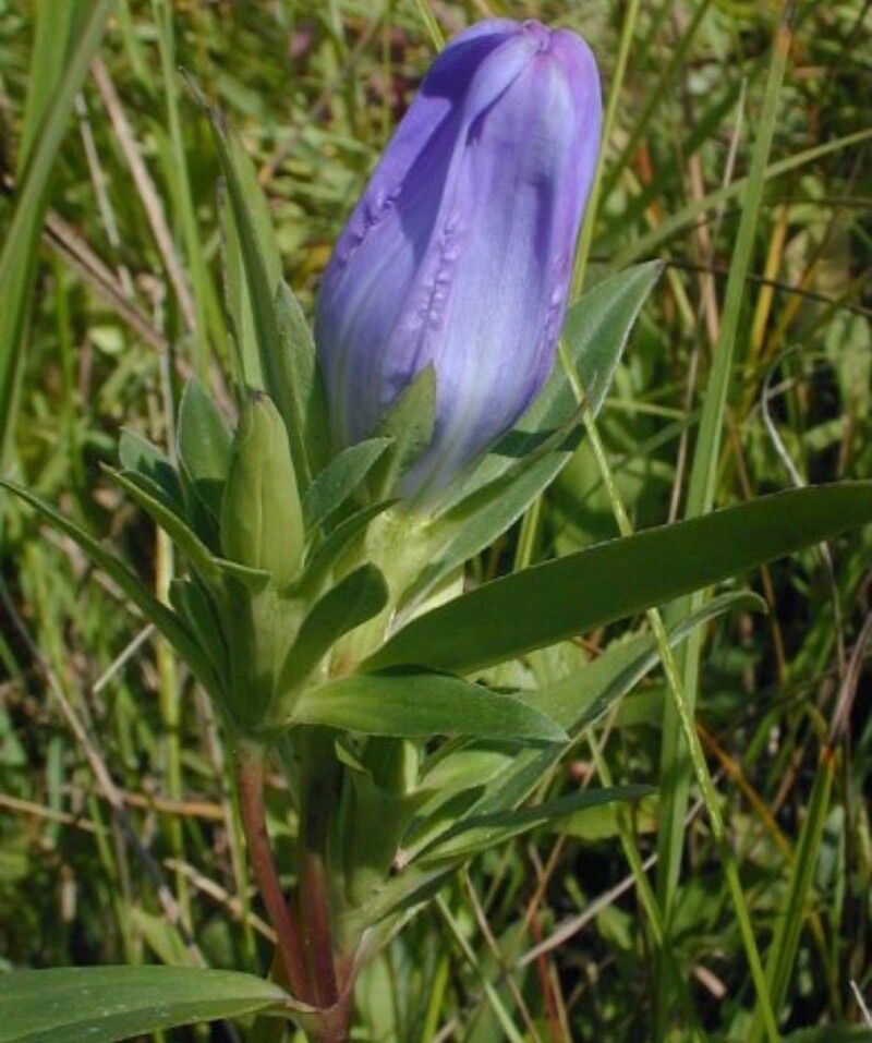 Gentiana saponaria — search result for 'Saponaria'