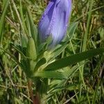 Gentiana saponaria