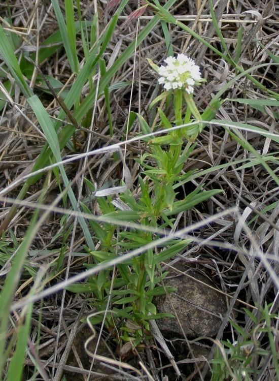 Lithospermum calycosum — related species from the same genus
