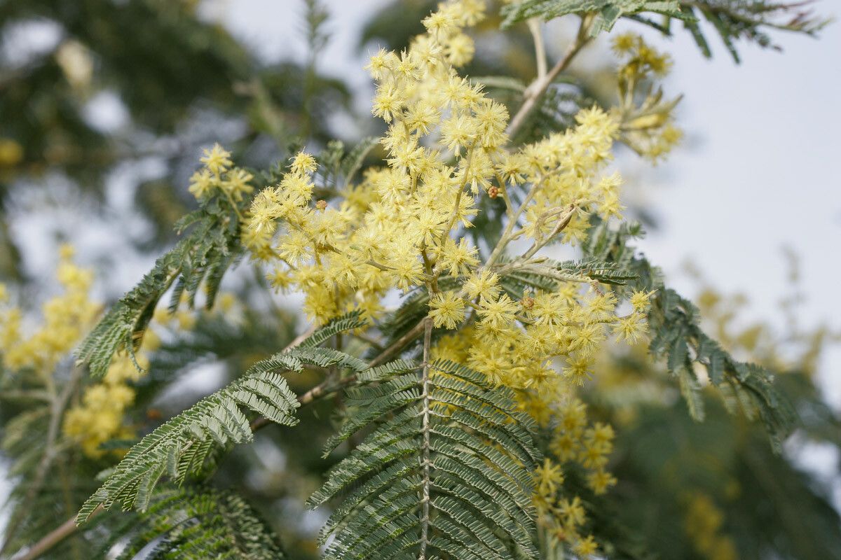 Acacia mearnsii — search result for 'Acacia'