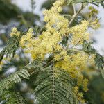 Acacia mearnsii