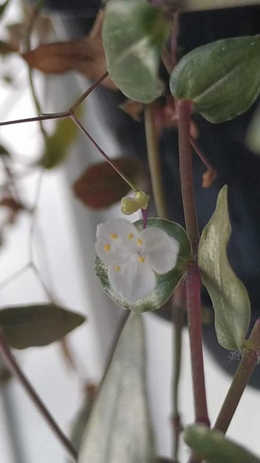 Gibasis pellucida flower