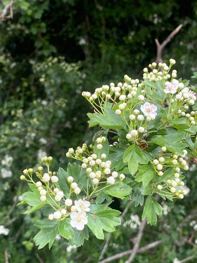Sorbus x thuringiaca flower