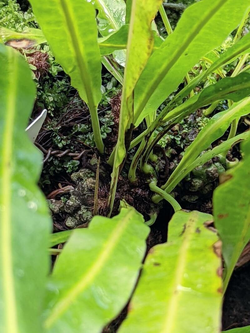 Campyloneurum xalapense bark