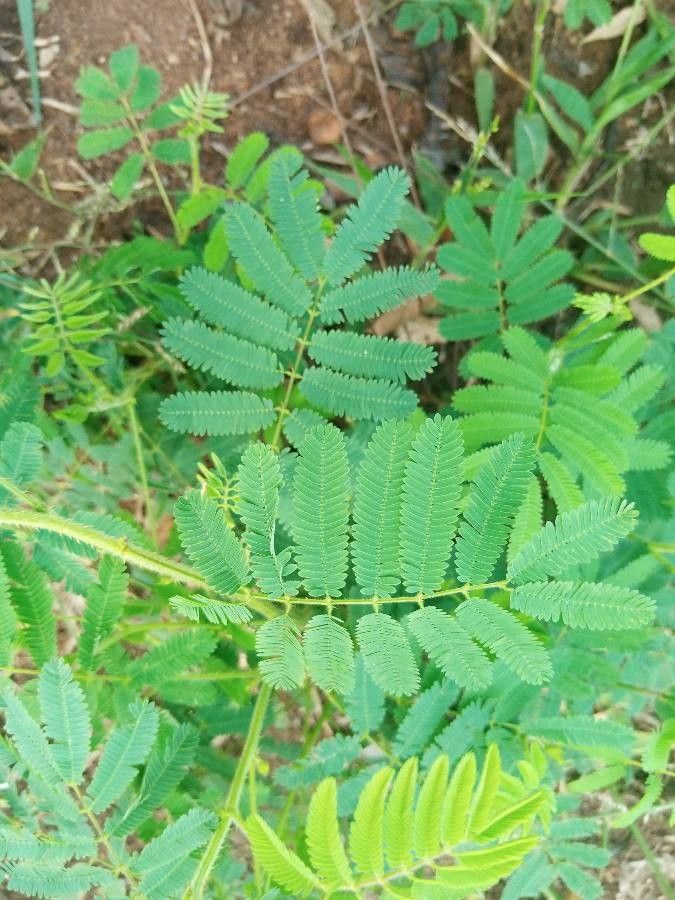 Schrankia leptocarpa leaf