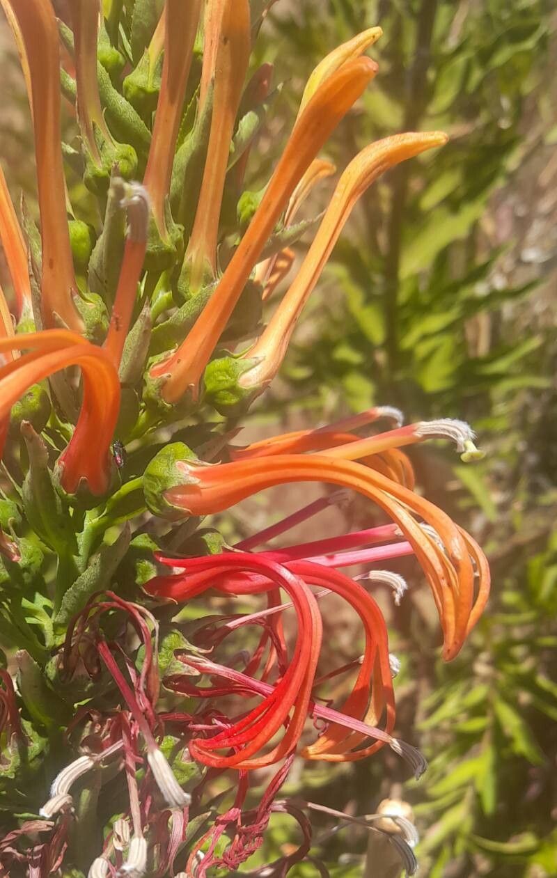 Lobelia excelsa flower