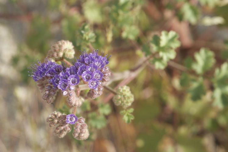 Phacelia pedicellata habit