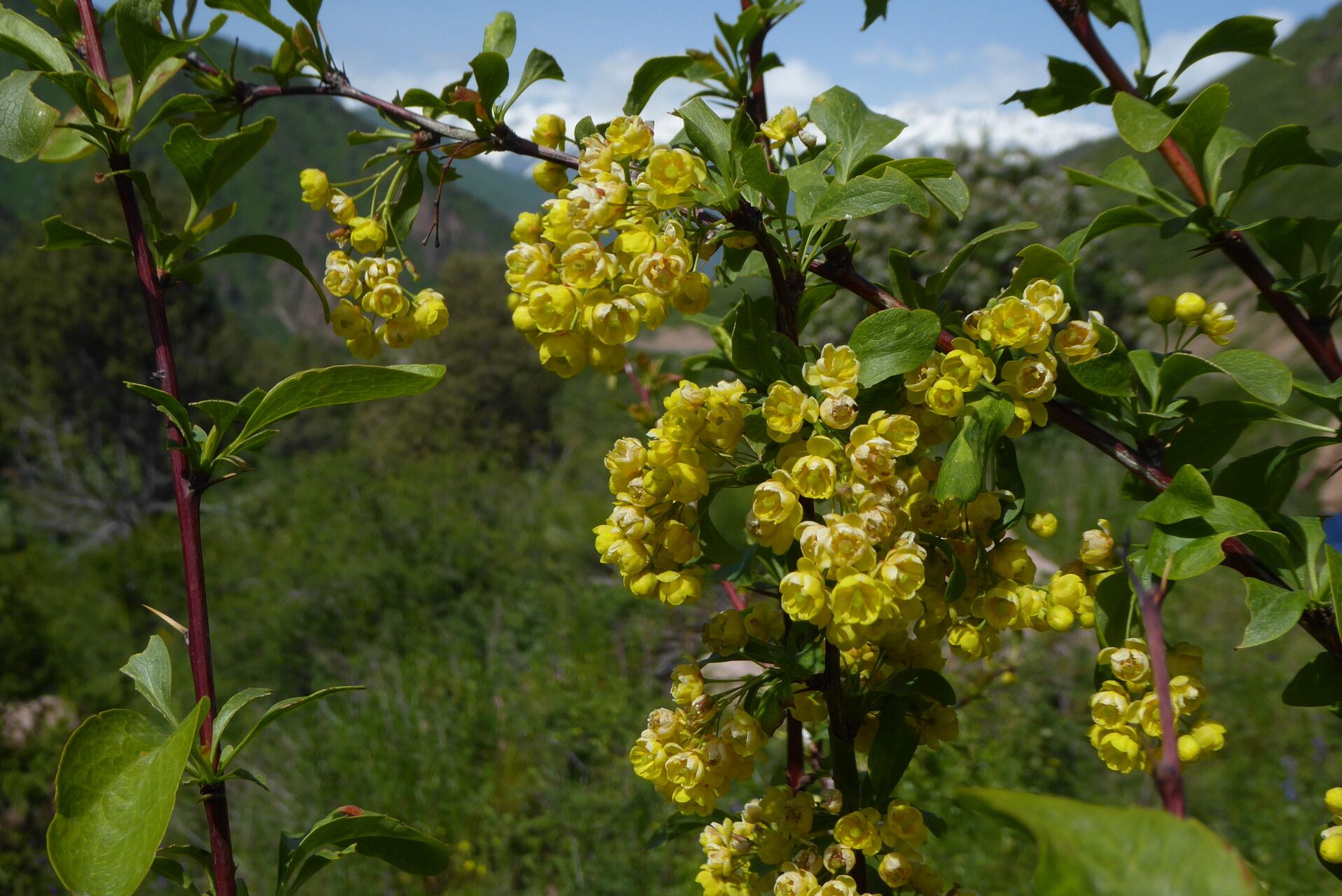 Berberis heteropoda flower