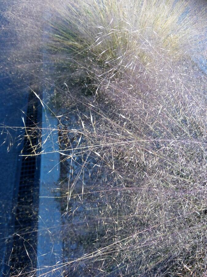 Muhlenbergia capillaris fruit