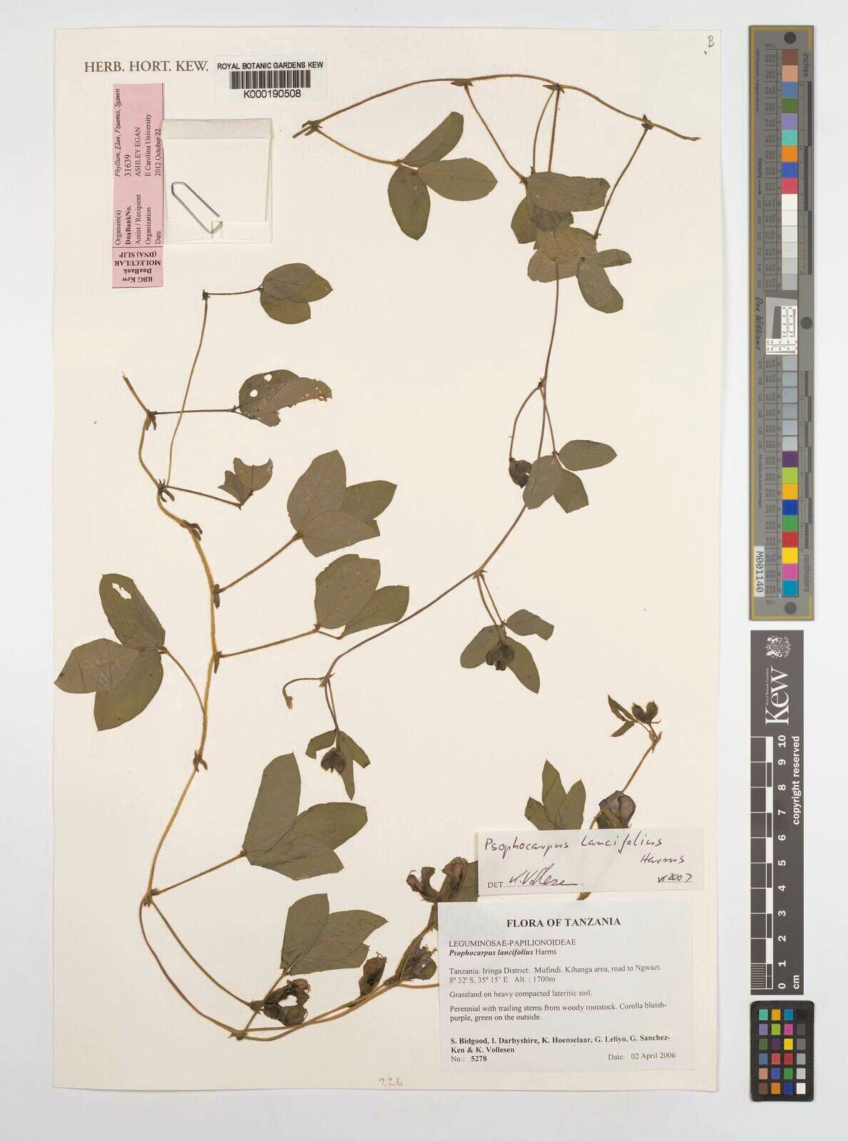 Psophocarpus lancifolius — related species from the same genus