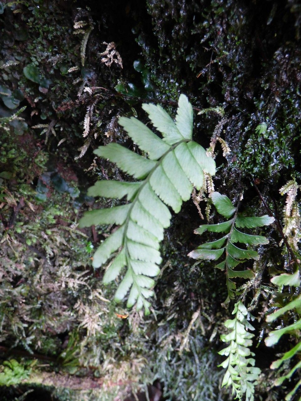 Hymenasplenium unilaterale — houseplant care guide